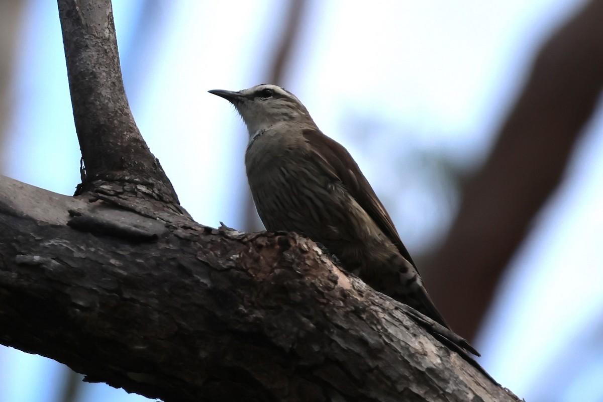 Brown Treecreeper - ML613022798