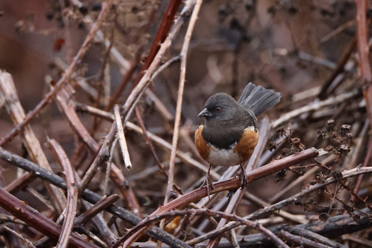 Spotted Towhee - ML613022818