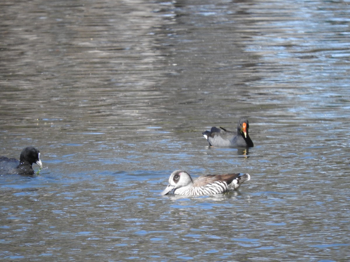 Pink-eared Duck - ML613022883