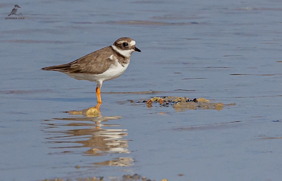 Common Ringed Plover - ML613022895