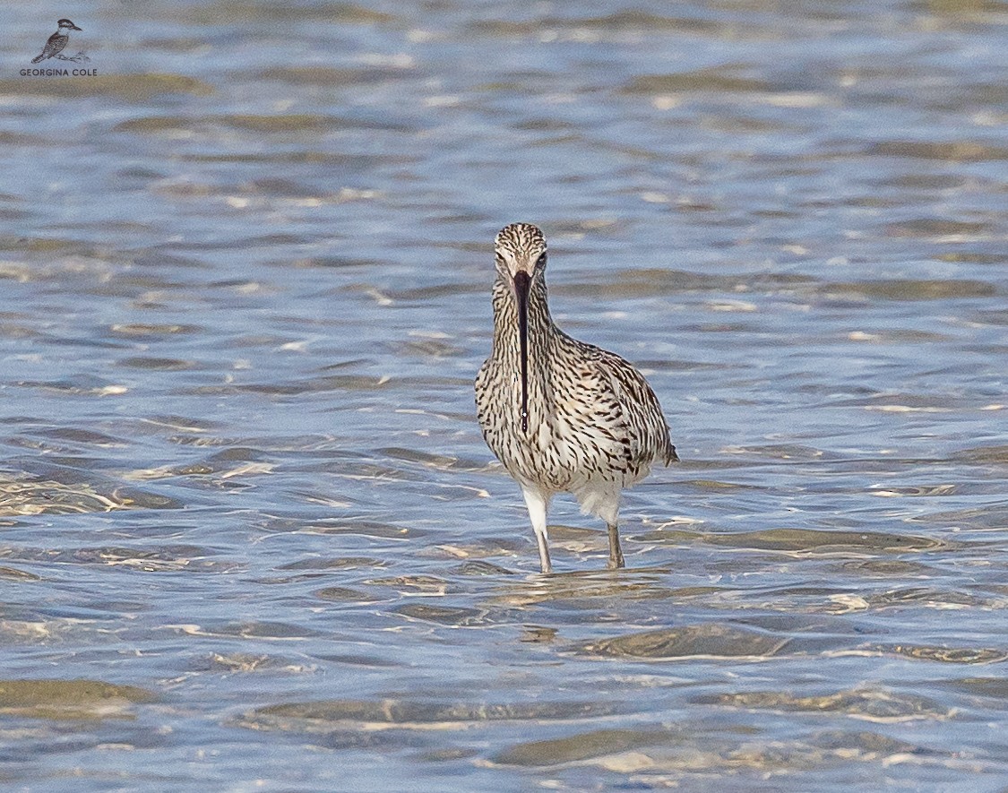 Eurasian Curlew - ML613022921