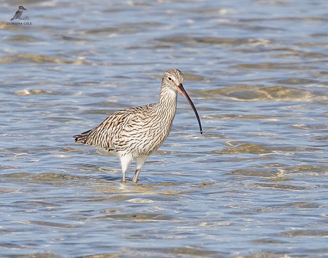 Eurasian Curlew - ML613022922