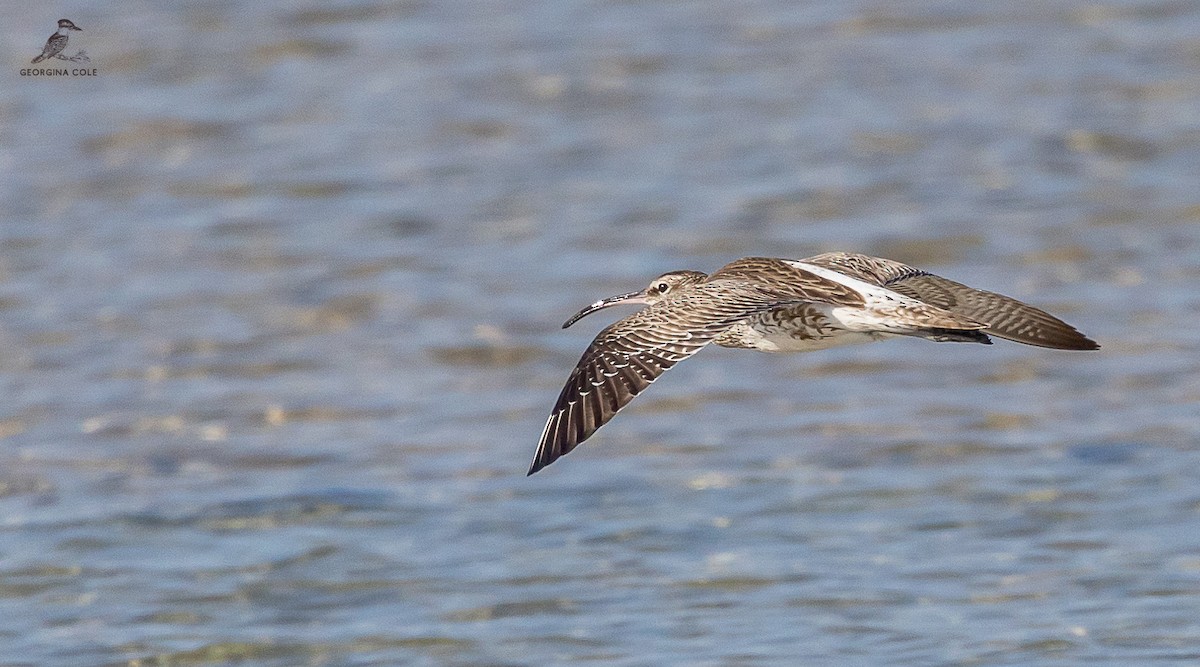 Eurasian Curlew - ML613022923