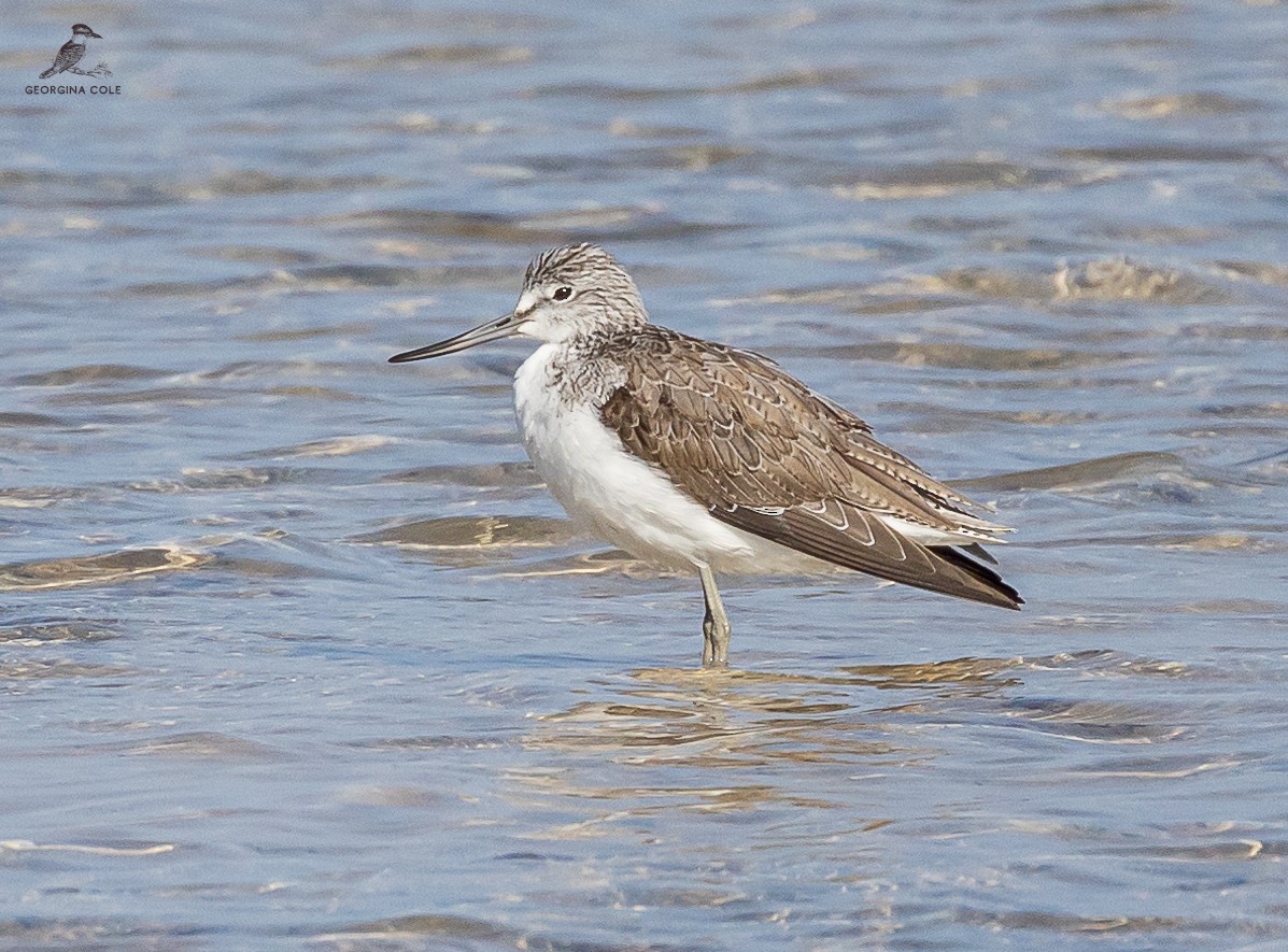 Common Greenshank - ML613022937