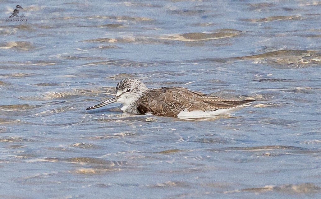 Common Greenshank - ML613022938