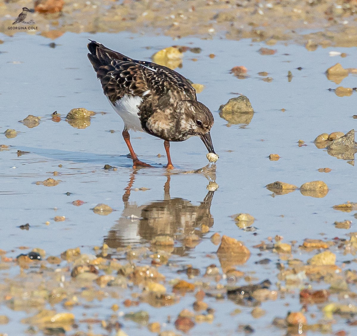 Ruddy Turnstone - Georgina Cole