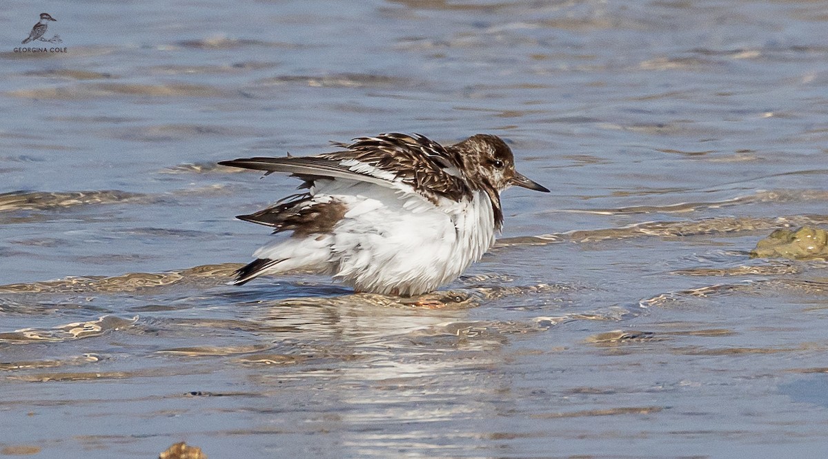 Ruddy Turnstone - Georgina Cole