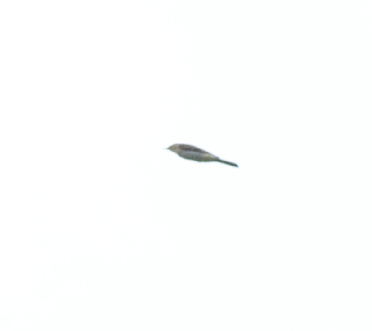 Өрнийн шар цэгцгий - ML613022957