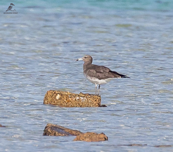 Gaviota Cejiblanca - ML613022960