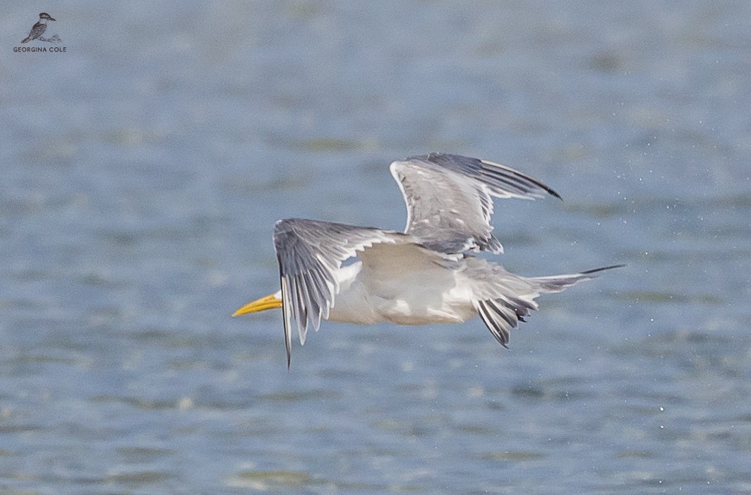 Great Crested Tern - ML613022970