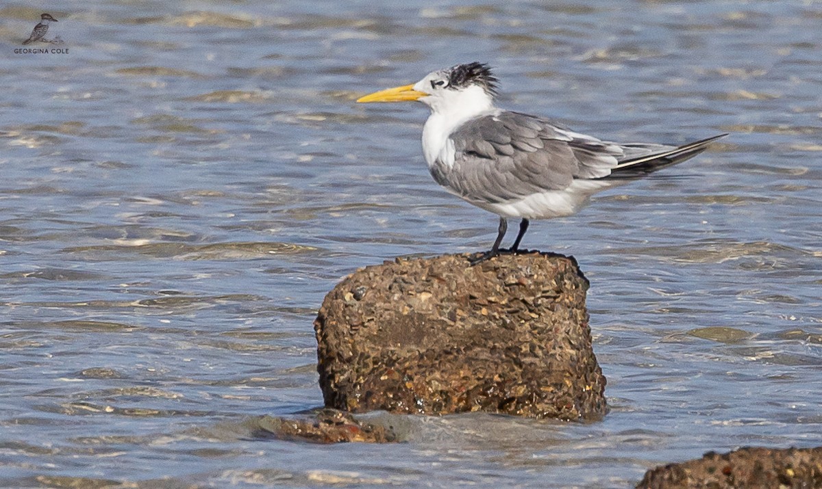 鳳頭燕鷗 - ML613022971