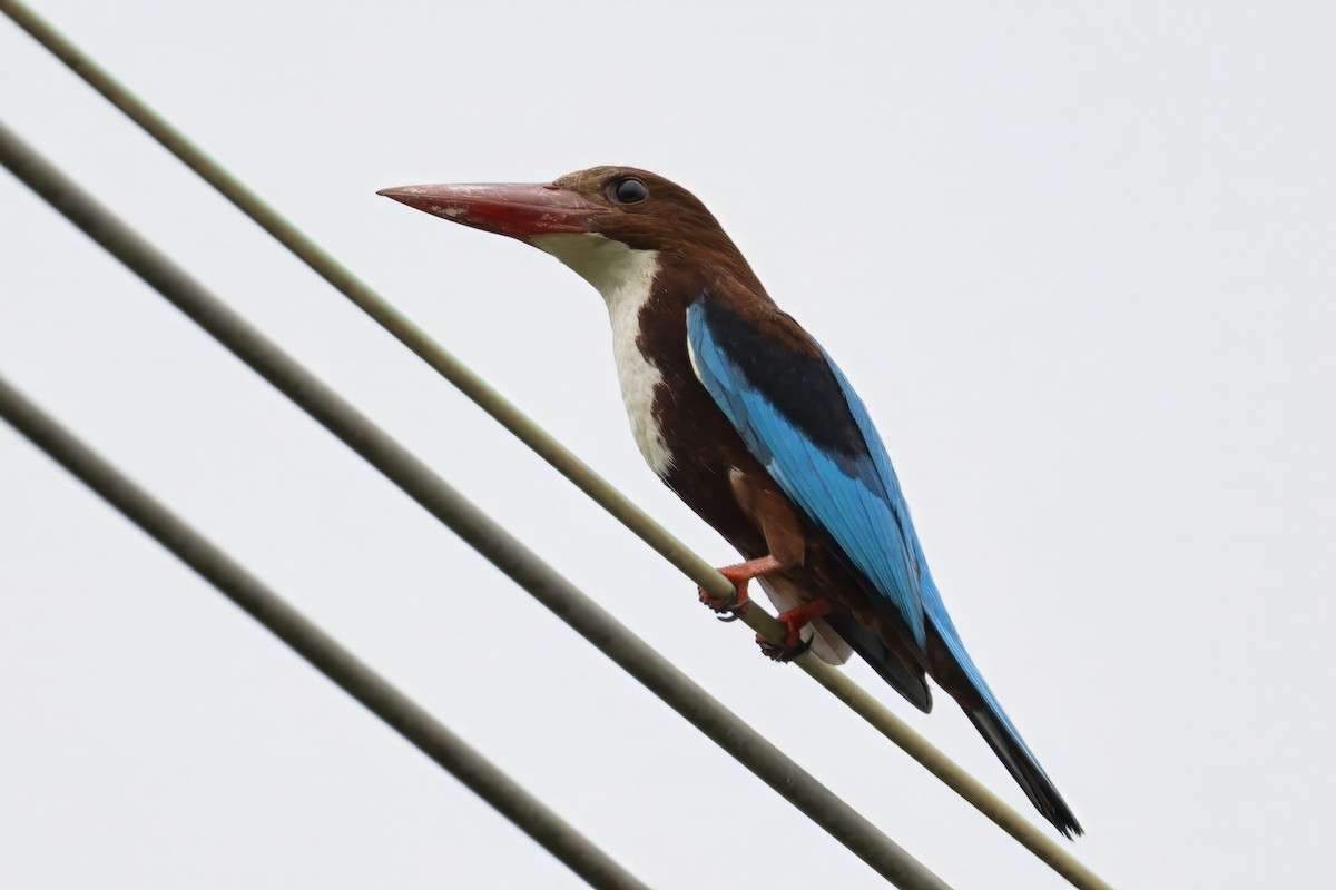 White-throated Kingfisher - Jinchi Han