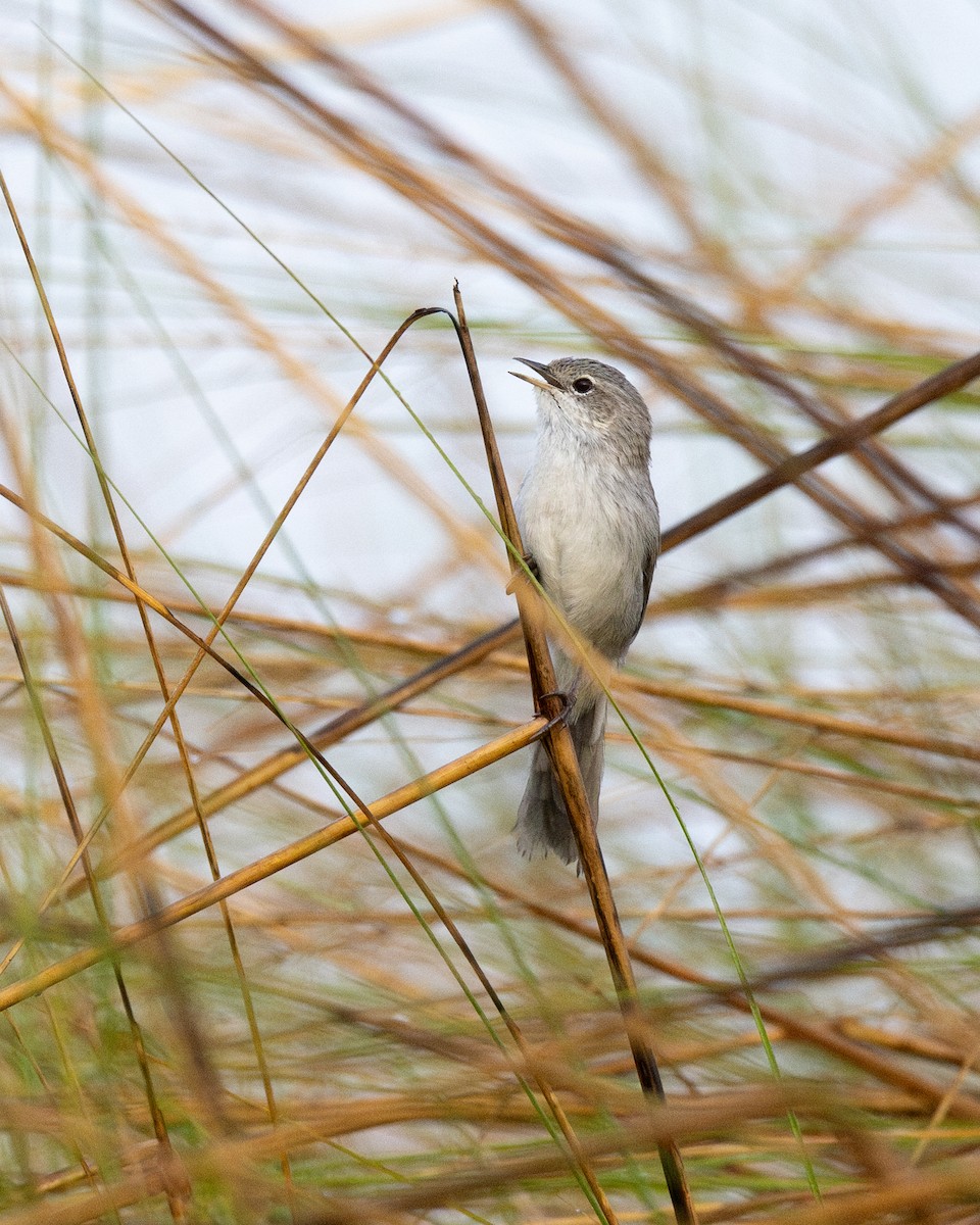 Swamp Grass Babbler - Varun Sharma