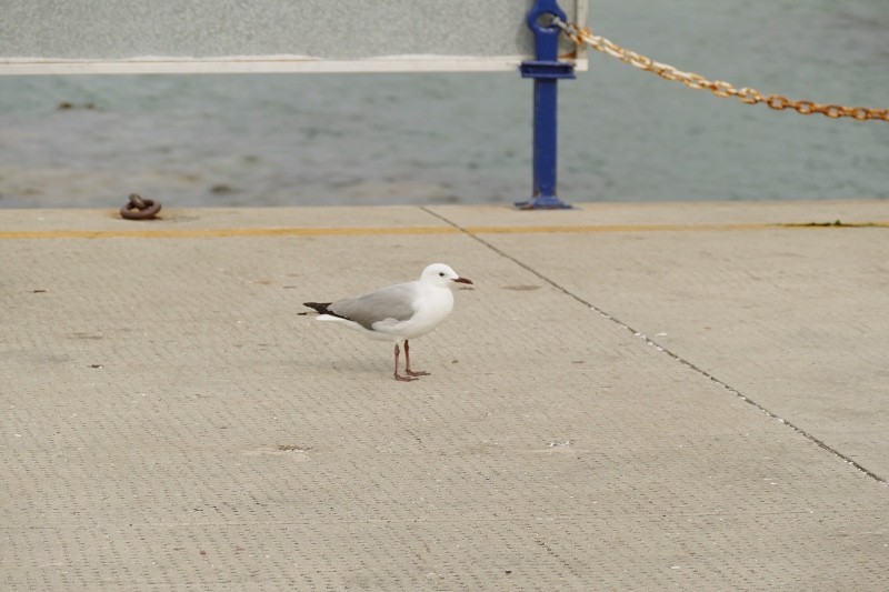 Hartlaub's Gull - ML613023051