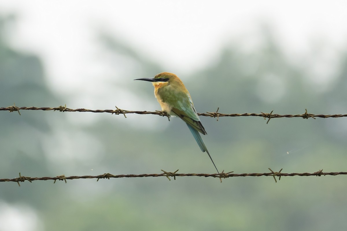 Blue-tailed Bee-eater - Jinchi Han