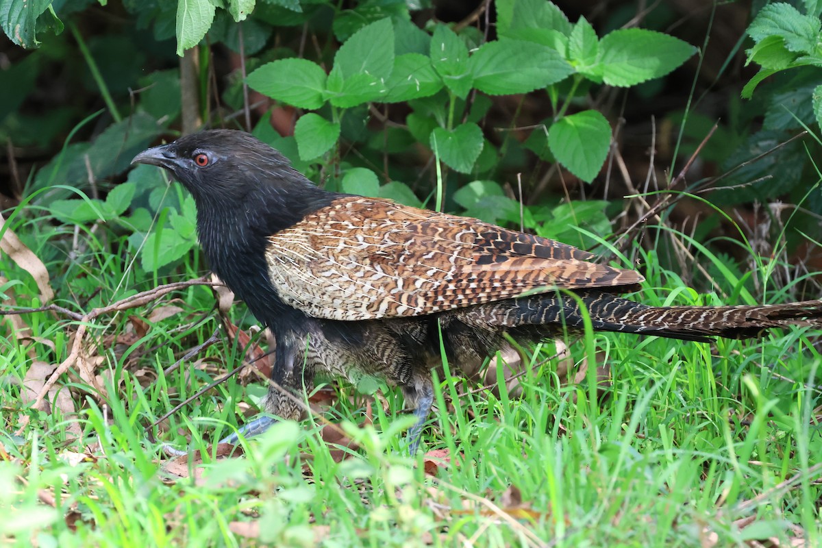 Pheasant Coucal - ML613023062