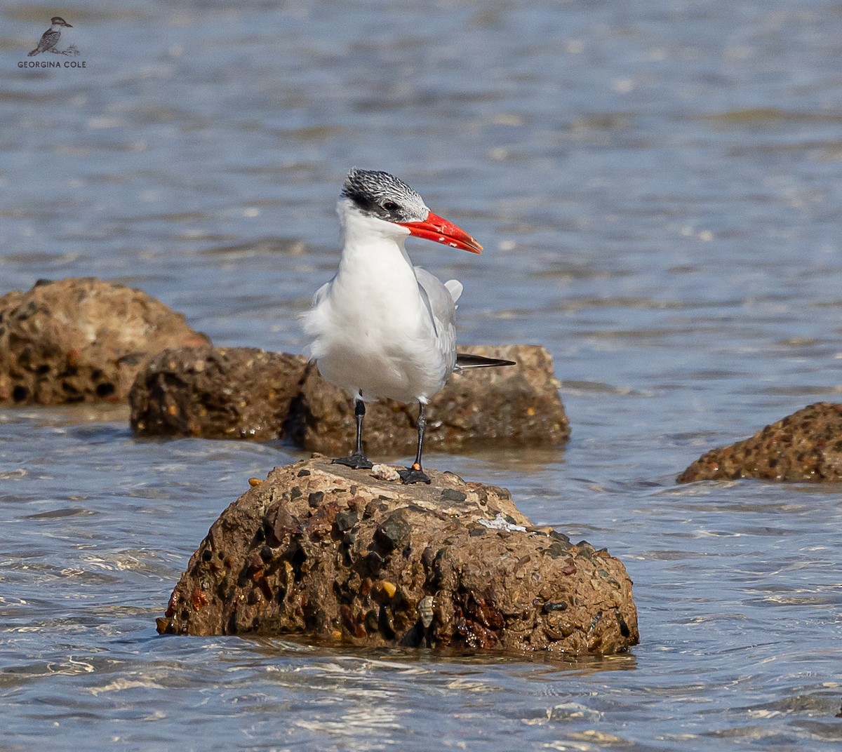 Caspian Tern - Georgina Cole