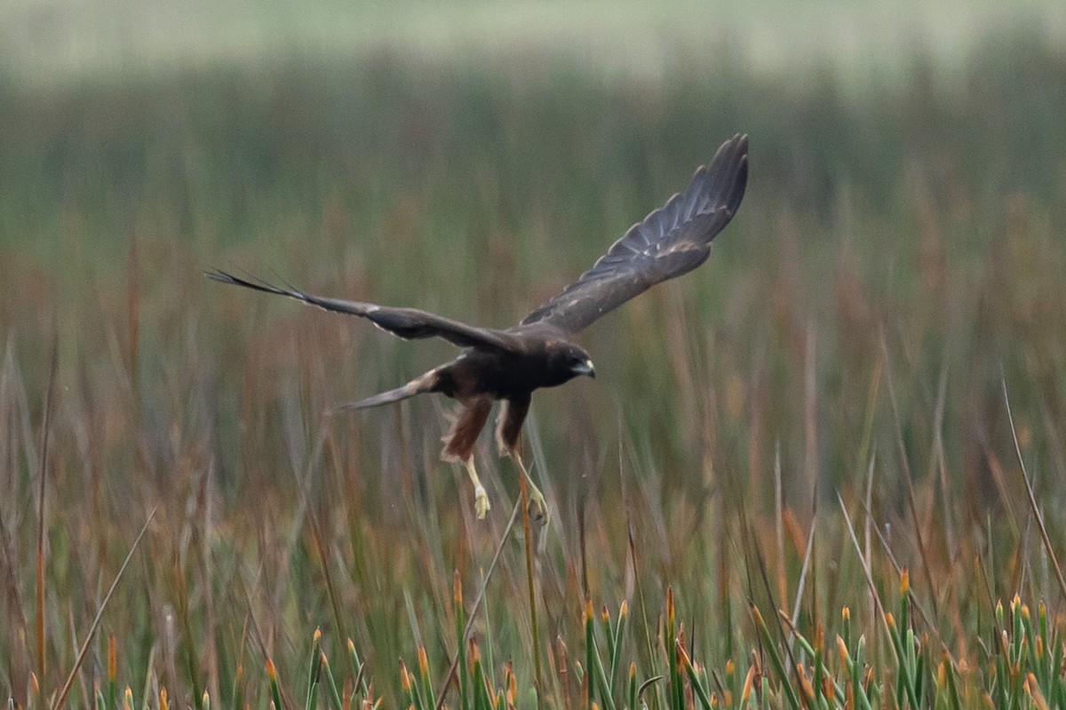 Swamp Harrier - ML613023106