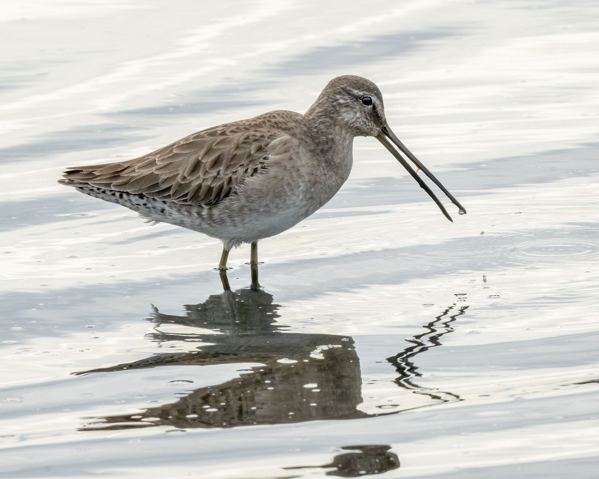 Long-billed Dowitcher - ML613023167