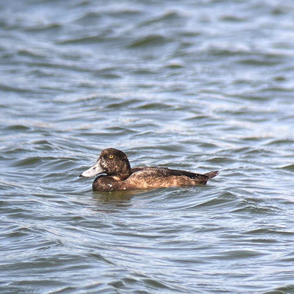 Greater Scaup - Anonymous