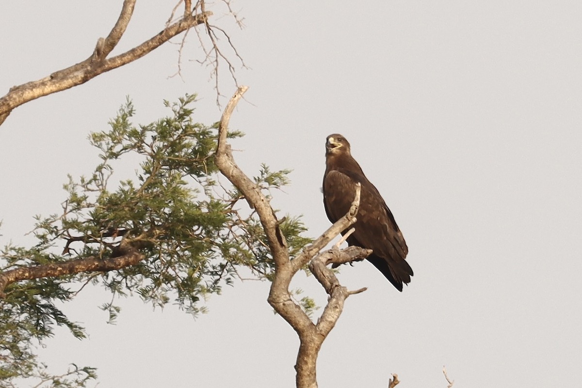 Steppe Eagle - ML613023329