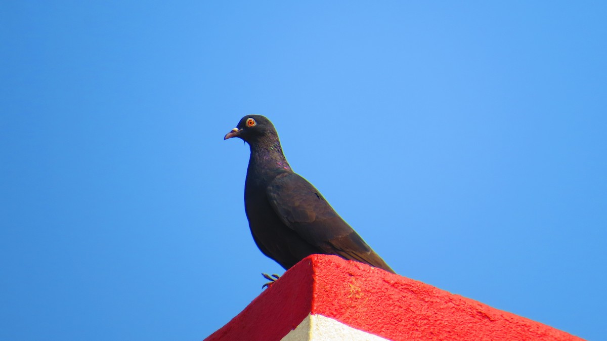 Rock Pigeon (Feral Pigeon) - ML613023334