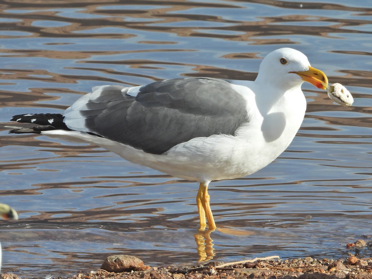 Yellow-footed Gull - ML613023382