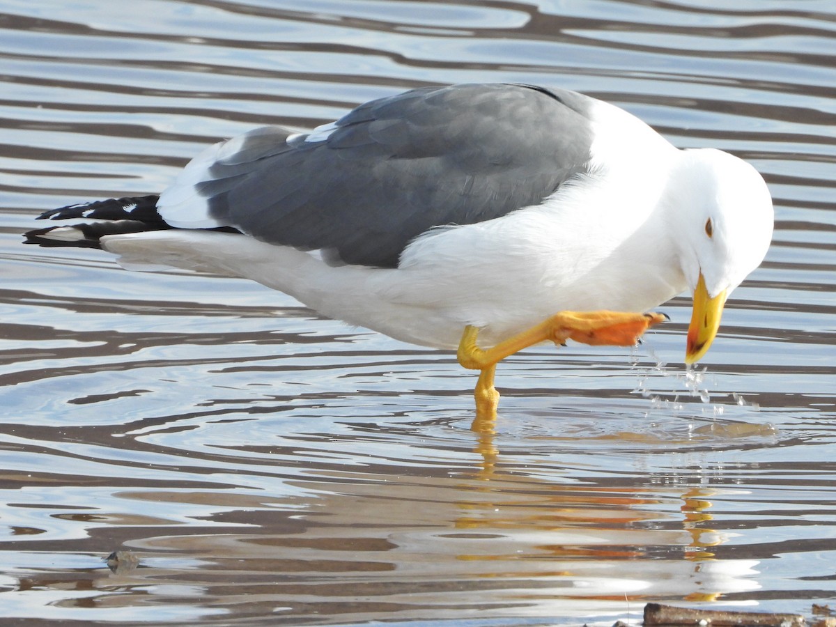 Yellow-footed Gull - ML613023385