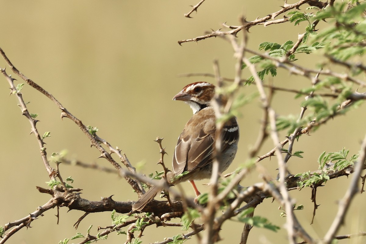 Chestnut-crowned Sparrow-Weaver - ML613023407