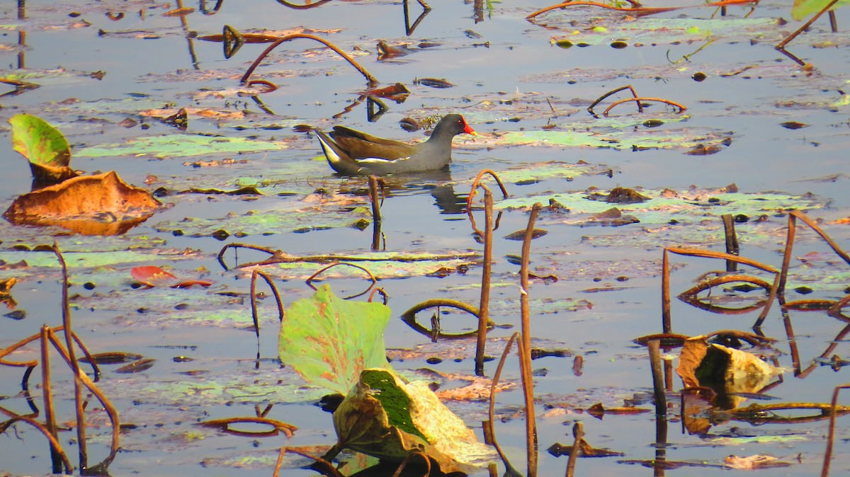 Eurasian Moorhen - ML613023443