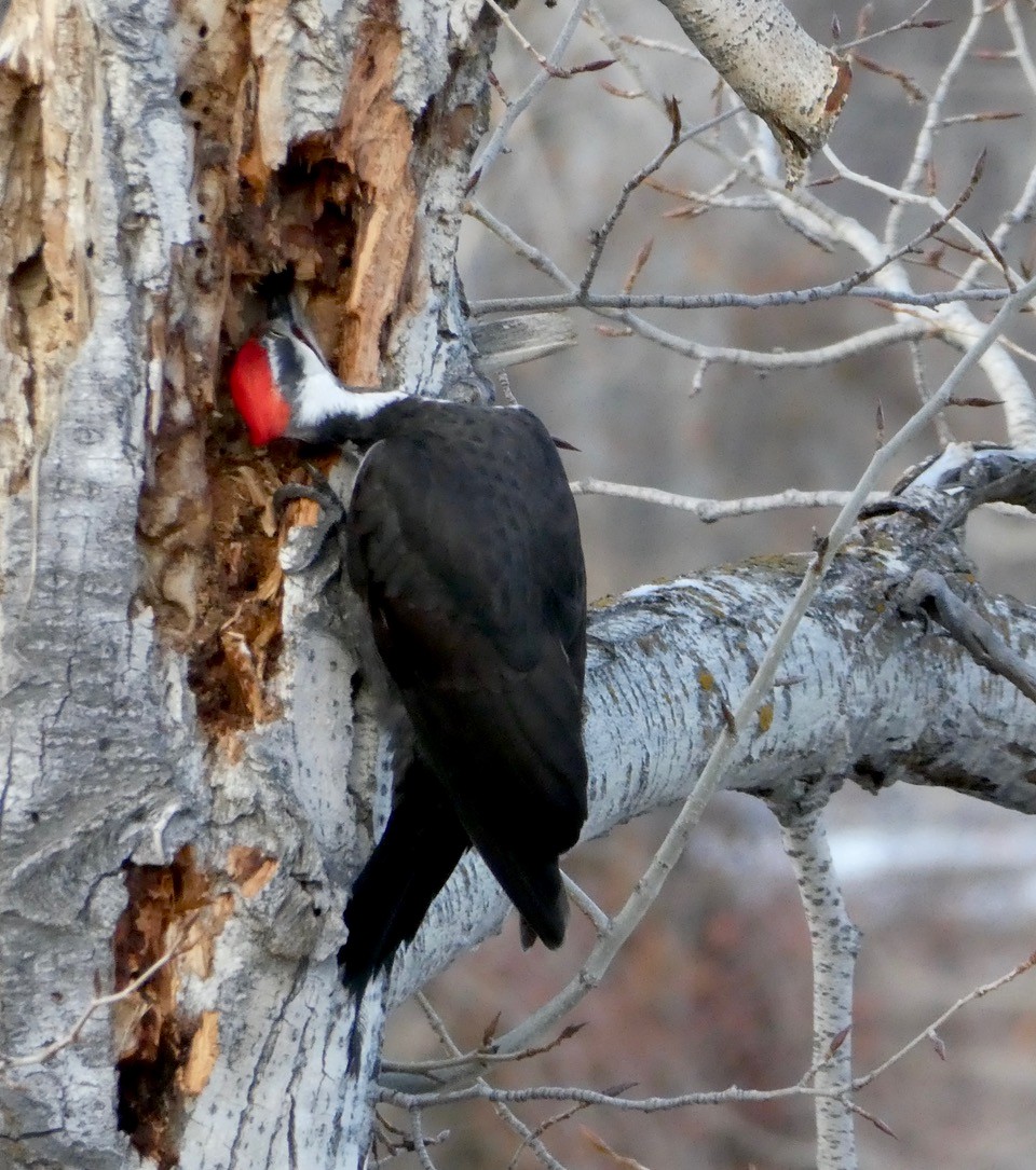 Pileated Woodpecker - ML613023444