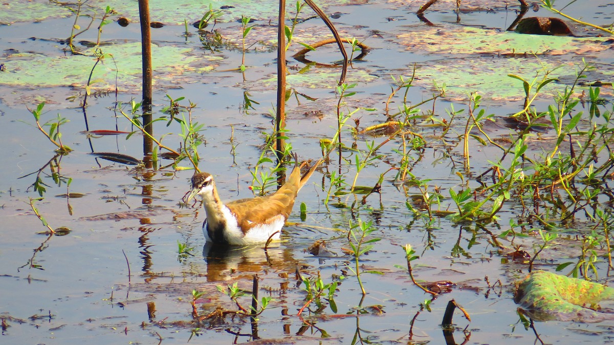 Pheasant-tailed Jacana - Bipasa Show