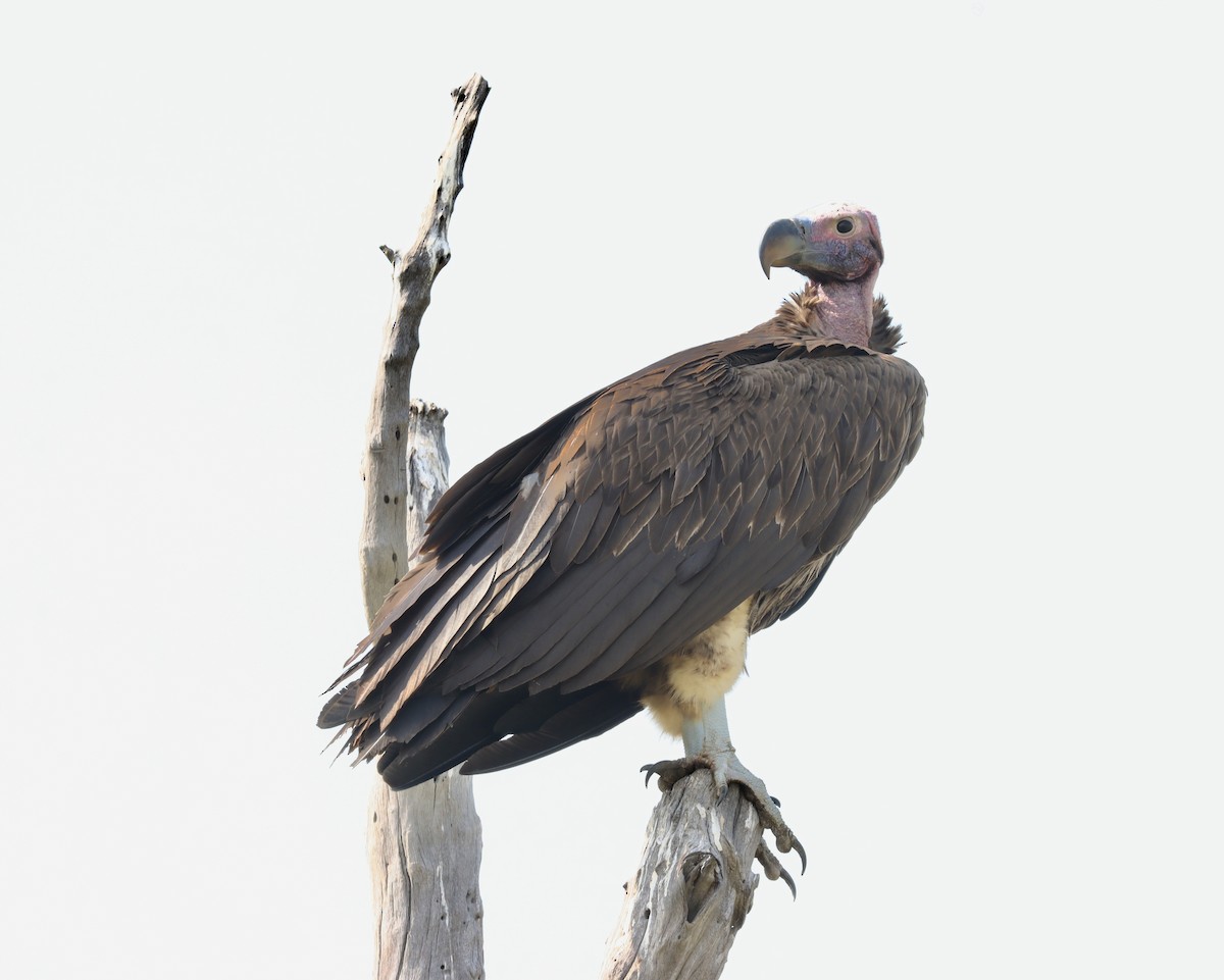 Lappet-faced Vulture - ML613023472