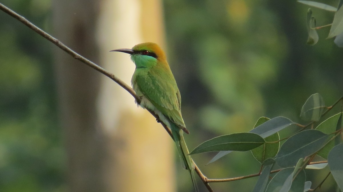Asian Green Bee-eater - ML613023476