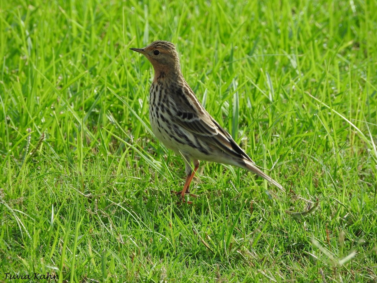 Pipit à gorge rousse - ML613023490