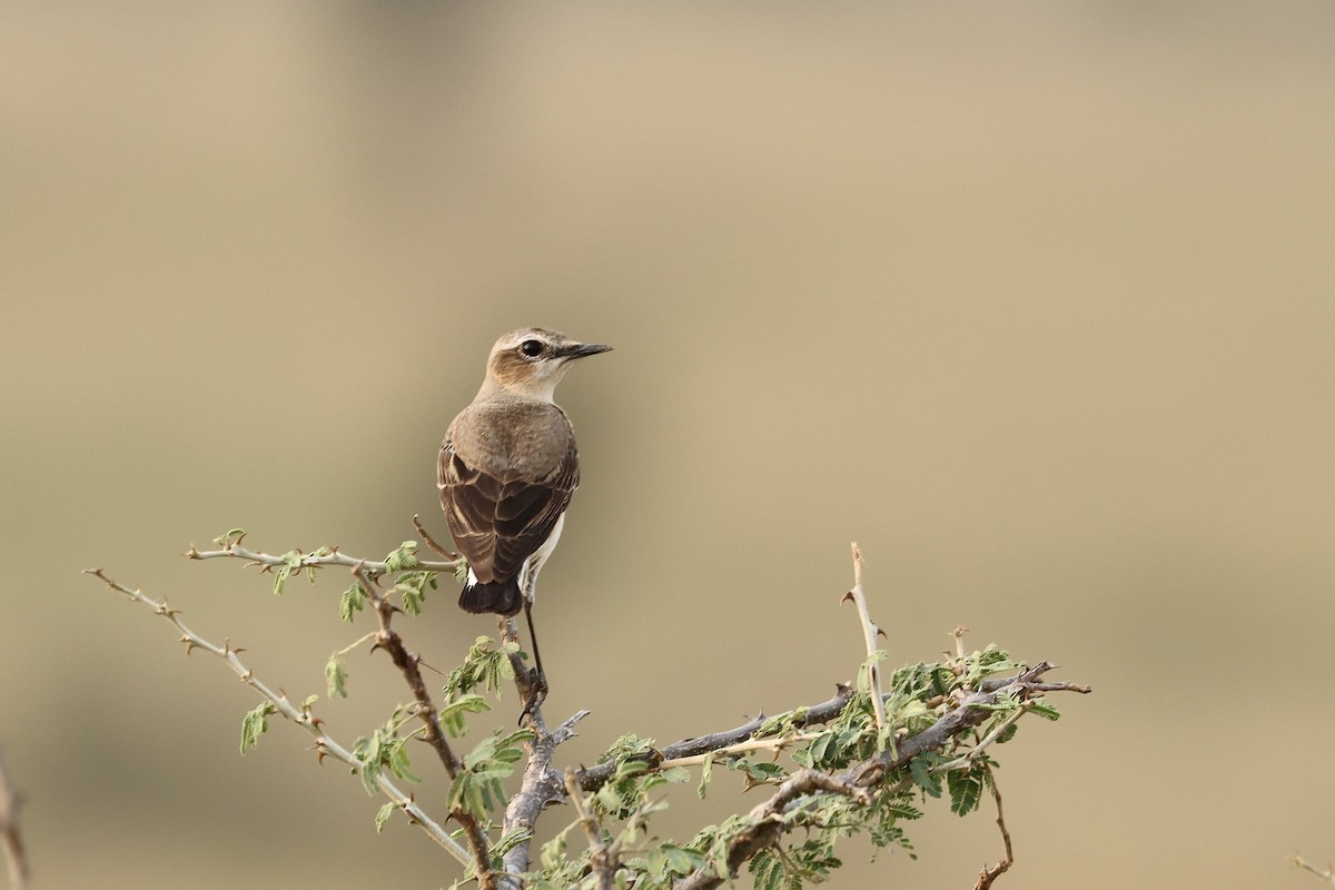 Northern Wheatear - ML613023509