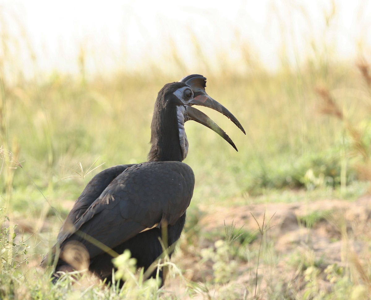 Abyssinian Ground-Hornbill - ML613023537