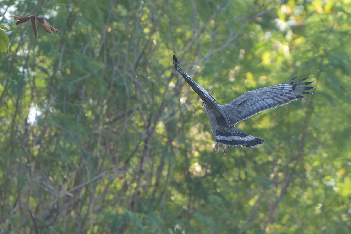 Oriental Honey-buzzard - ML613023575