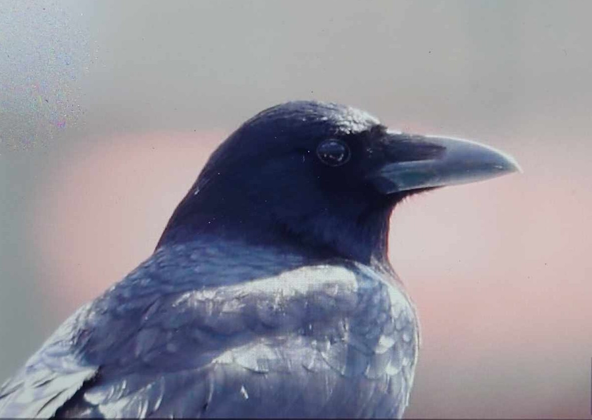 Carrion Crow - ML613023607