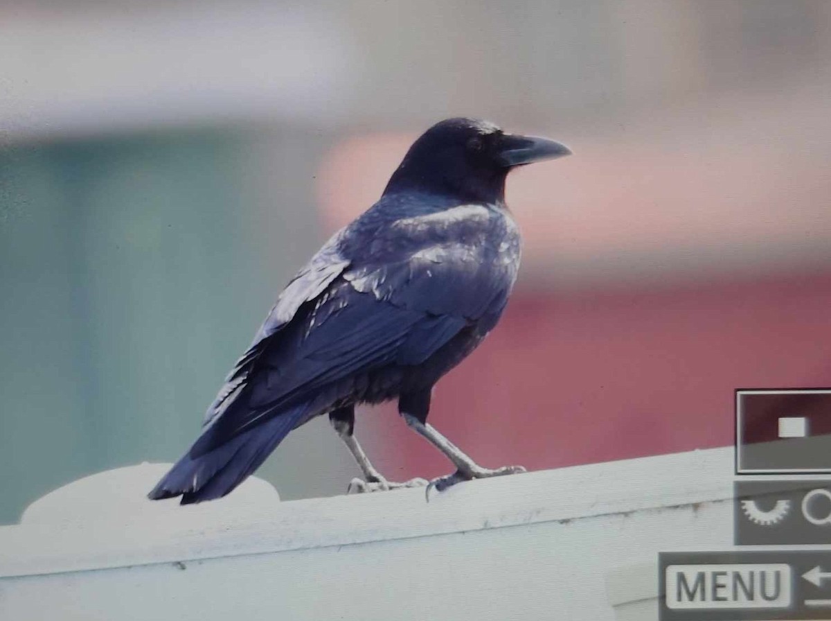 Carrion Crow - ML613023613