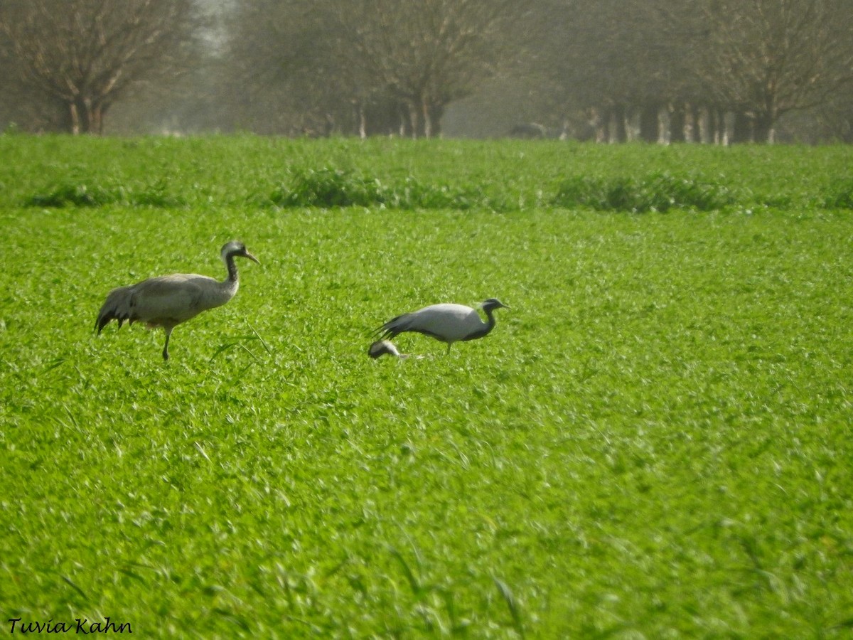 Demoiselle Crane - ML613023624