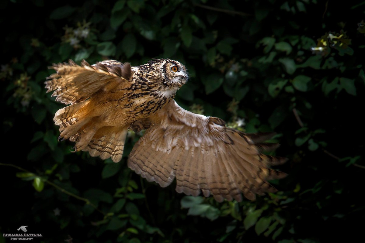 Rock Eagle-Owl - ML613023697