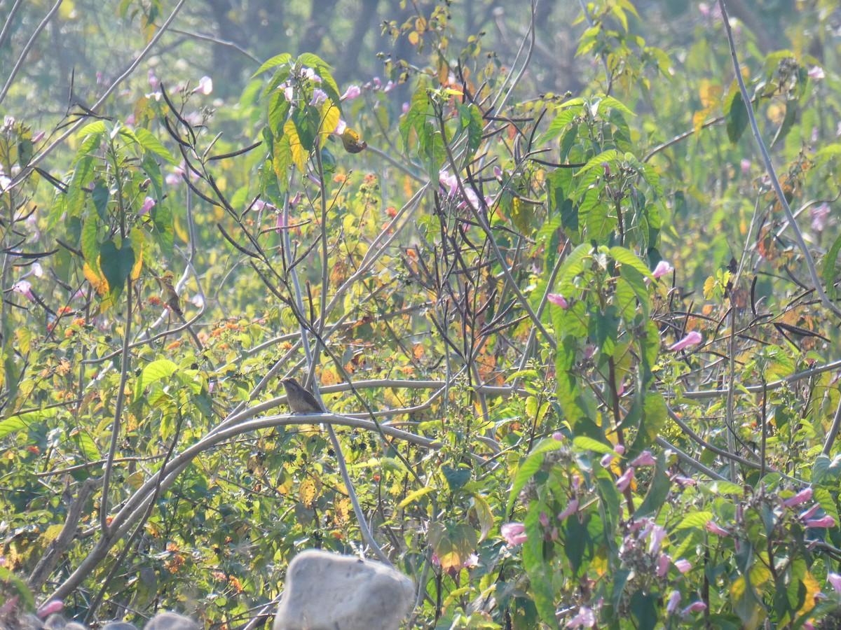 Eurasian Wryneck - ML613023788