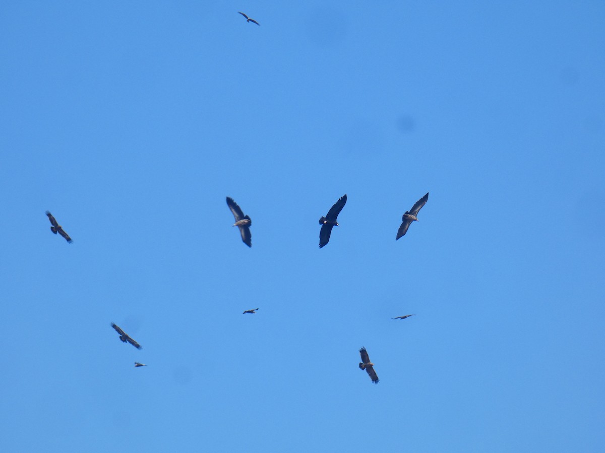 Cinereous Vulture - ML613023807
