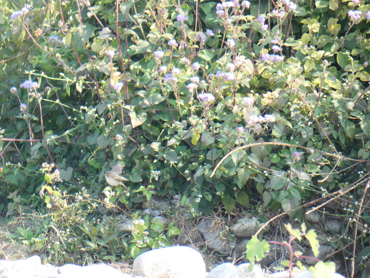 Common Chiffchaff - ML613023823