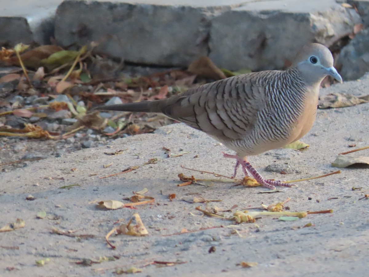 Zebra Dove - Ute Langner