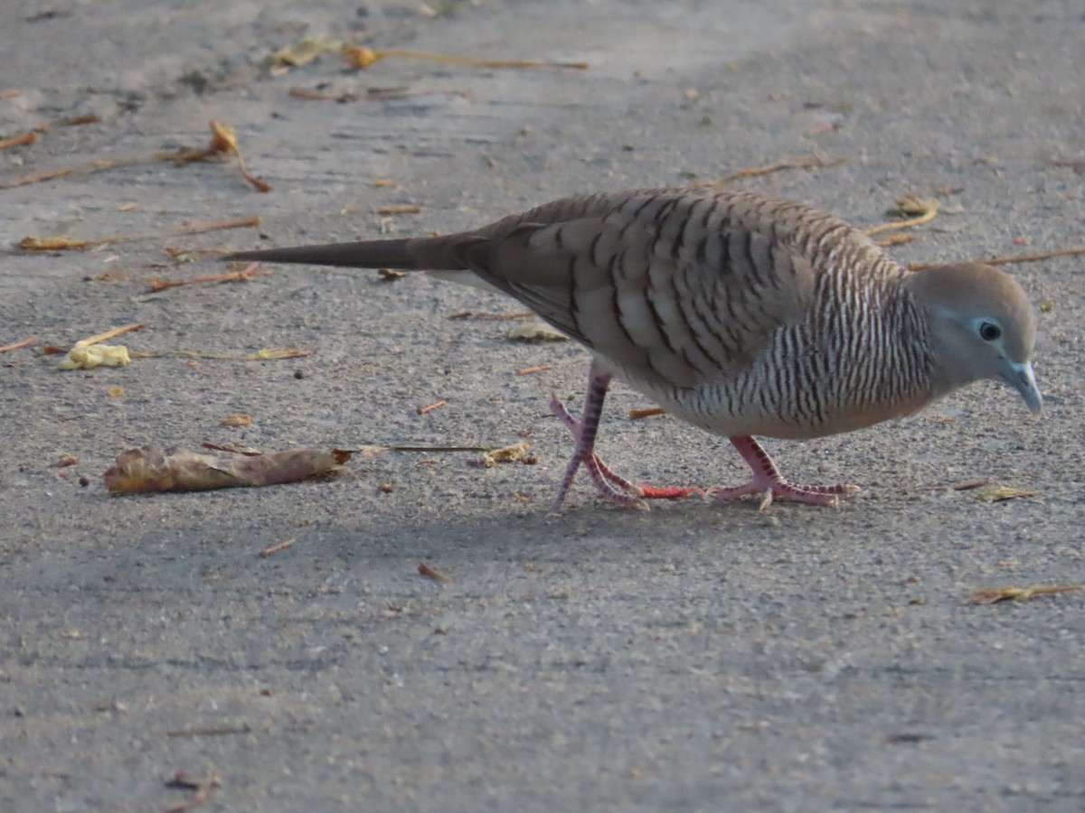 Zebra Dove - Ute Langner