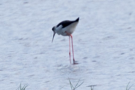 Black-winged Stilt - Samanvitha Rao