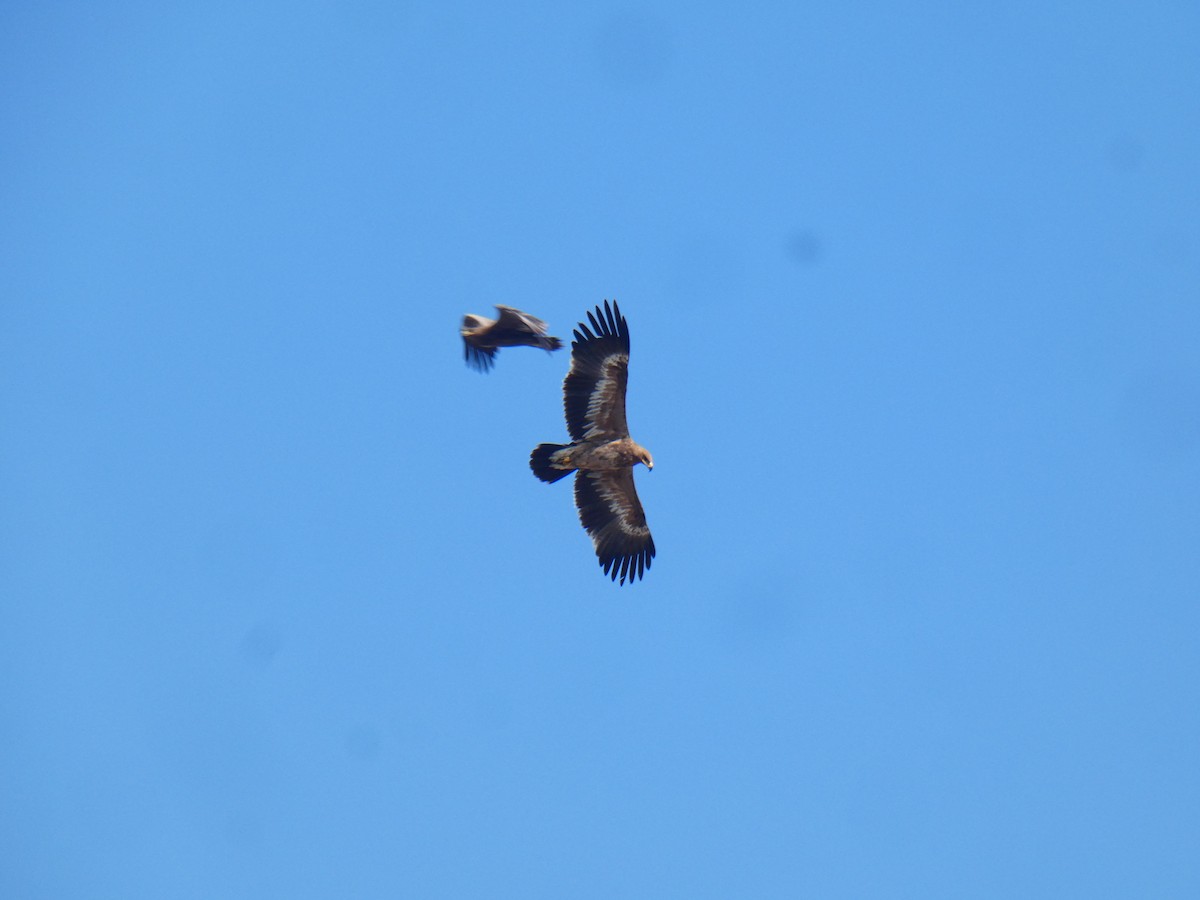 Steppe Eagle - ML613023856