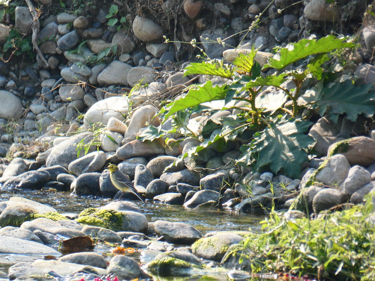 Western Yellow Wagtail - ML613023903